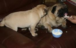 Bazel & Biskey enjoying a bowl of yogurt