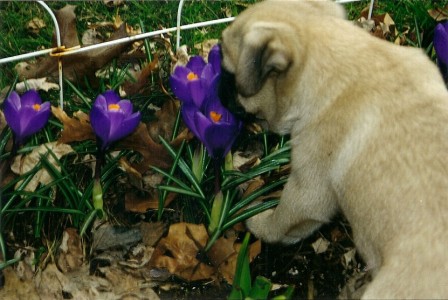 Baby Abby sniffing crocus flowers