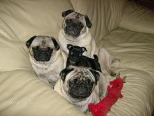 Pug Pile