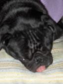 Sleepy pug