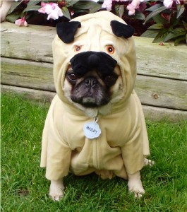 Pug In A Pug