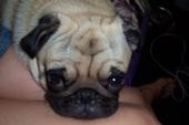 pug/Aug '07