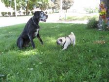 Baxter and his BIG buddy Ben