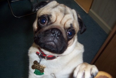 Begging Pug