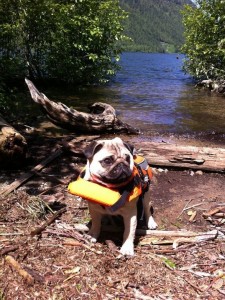 Pug to the Rescue, Baywatch Style