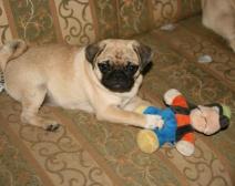 Bella with her toy Pluto