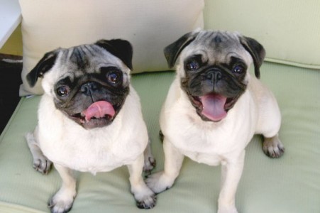 Happy Litttle Pugs