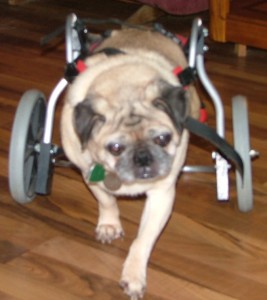 Bertie the Wonder Pug and her wheels