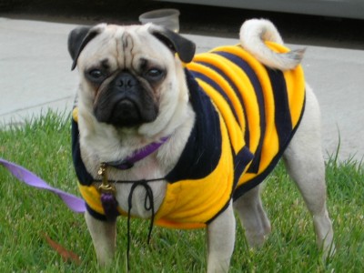 Toby the bumblebee