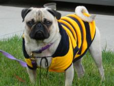 His bumble bee costume was a little tight.