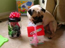 Pugs like opening their presents, too.