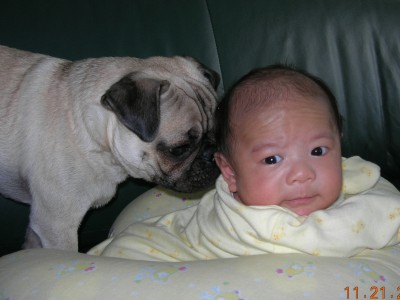 Toby smelling out the new baby.