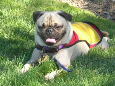 Cooling jacket for Toby Pug.