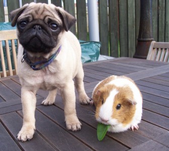 Getting to know Dora the guinea pig