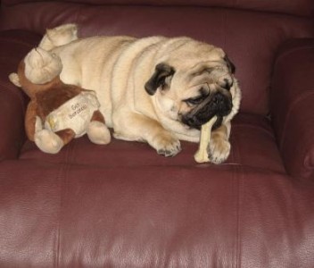 Biskey with a Chew and his toy monkey