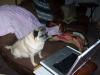 Blogger Pug