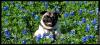 Sir Earl Cromer in Texas Bluebonnets