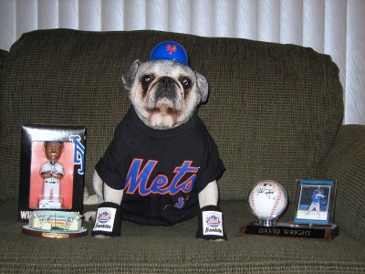 Bogey the Met Pug