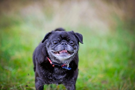 Boogie running through the field