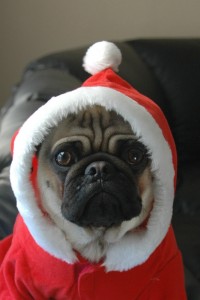 Santa Pug