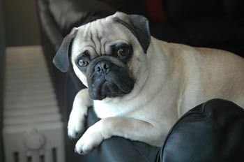 Brady the Pug