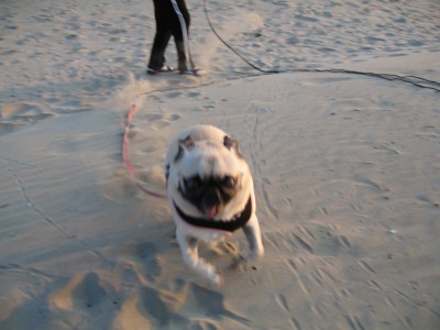 Brandy at the beach