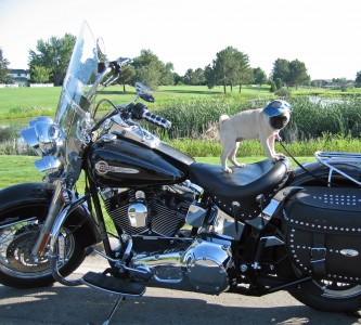 Biker Pug