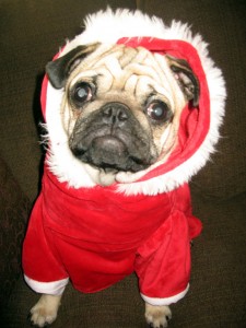 Brody in his new Christmas outfit