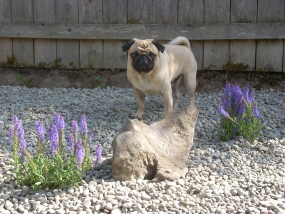 Brody by the lavender