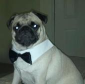 I like my kibbles shaken not stirred