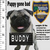 Good Pug Gone Bad