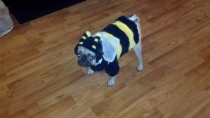 Bumble Pug