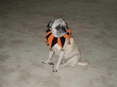 Jester Pug!