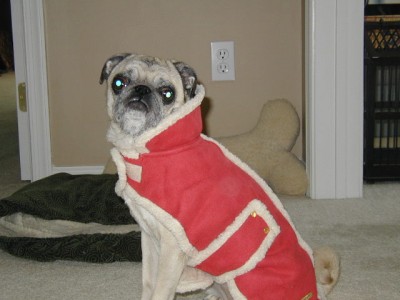 Don't I Look Adorable In My Coat?