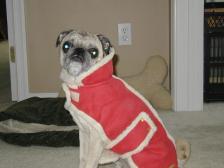 Don't I Look Adorable In My Coat?