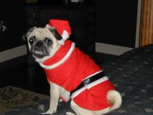 Santa Pugs-Lee