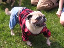 Red Neck Pug