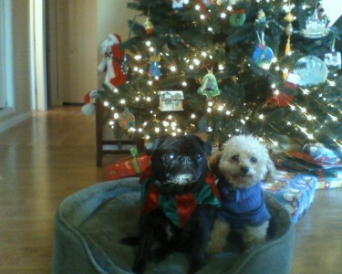 Christmas time for doggies