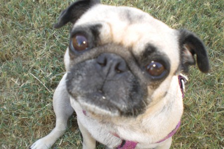 Jellie Bean at the Park