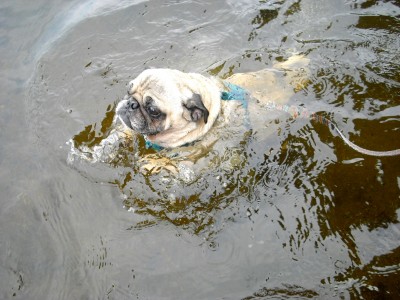 pug swims