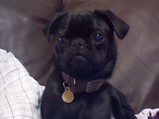 CJ at 5 months old sitting like a good little pug.