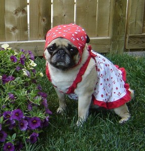 Pug Canada Day