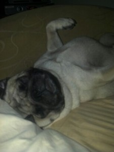 Sleeping pug