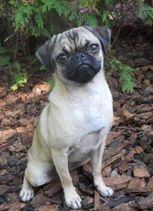 Nature Pug