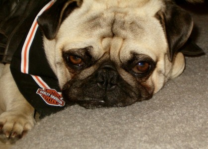 Chopper is a tired pug!!