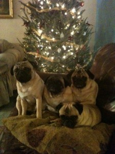 Christmas Pugs