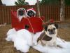 Christmas Pugs