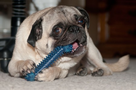 Claude with His Bone