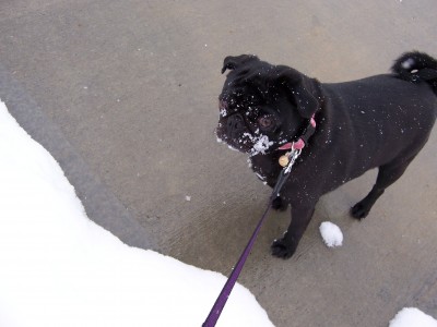 Snowy Face