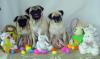 Easter Puggies!